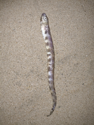 Dusky-banded moray (Gymnothorax reticularis) — Muraenidae