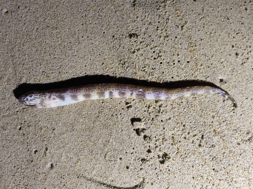 Dusky-banded moray (Gymnothorax reticularis) — Muraenidae — 3