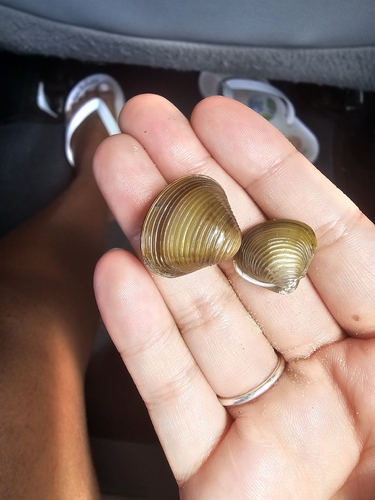 Asian Clam
