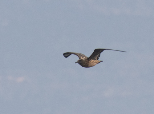 Great Skua (Stercorarius skua), photo 4