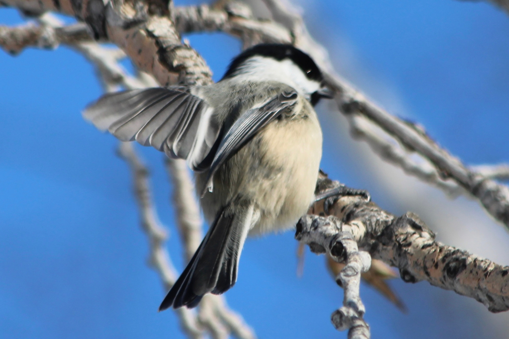 Long-tailed Black-capped Chickadee