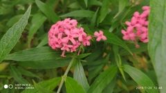 Arachnothryx leucophylla