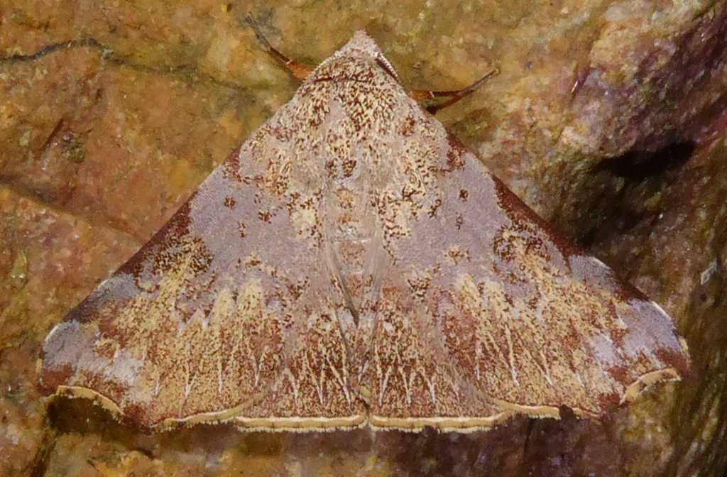 Goniophila