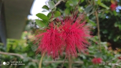 Calliandra tergemina