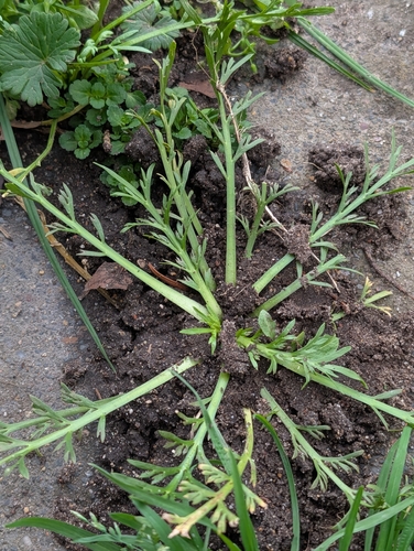 Swine Cress (Lepidium coronopus)