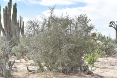 Atamisquea emarginata