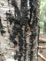 Phytophthora ramorum
