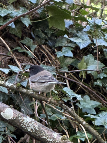 Dark-eyed Junco