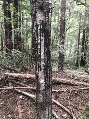 Phytophthora ramorum