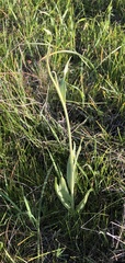Fritillaria agrestis