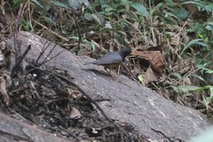 Turdus dissimilis