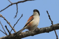 Lanius collurioides