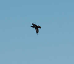 Corvus cryptoleucus