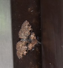 Metalectra quadrisignata