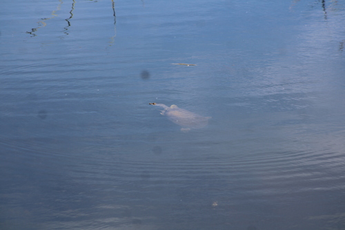 Spiny Softshell observed by galecyon