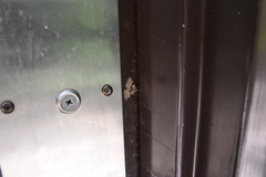 Metalectra quadrisignata