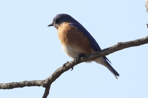 Eastern Bluebird