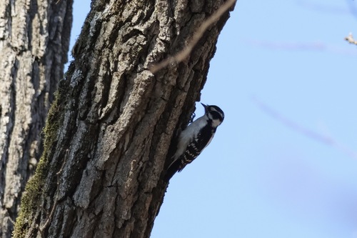 Downy Woodpecker
