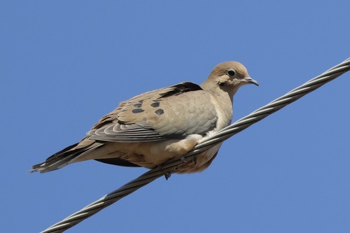 Mourning Dove
