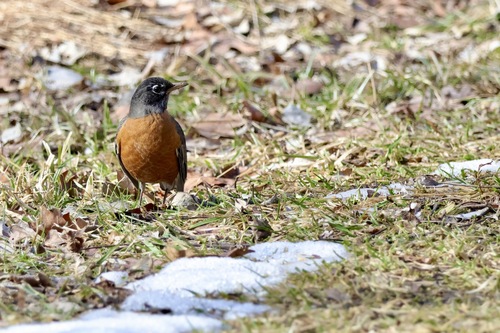 American Robin