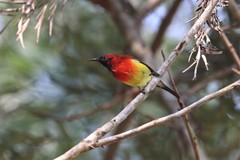 Aethopyga gouldiae