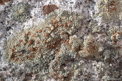 Lecanora sierrae