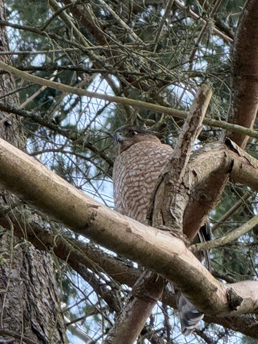 Cooper's Hawk
