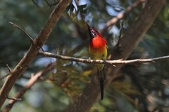 Aethopyga gouldiae