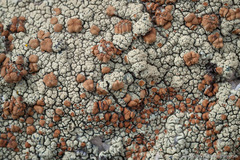 Lecanora sierrae