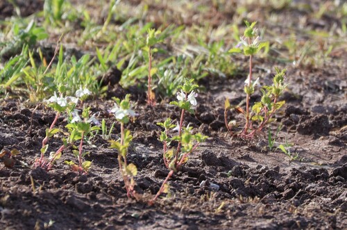 San Diego Thornmint (Acanthomintha ilicifolia)