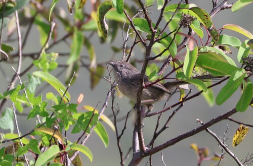 Wrentit (Chamaea fasciata), photo 8