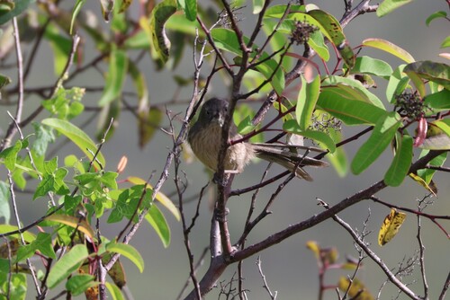 Wrentit (Chamaea fasciata), photo 9
