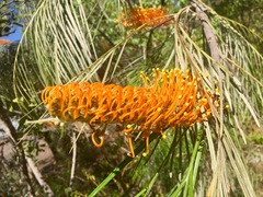 Grevillea pteridifolia