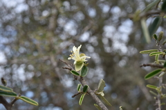 Atamisquea emarginata