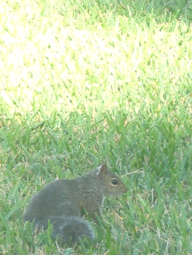 Eastern Gray Squirrel