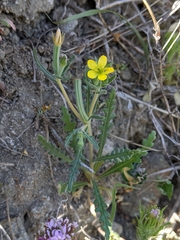Mentzelia affinis