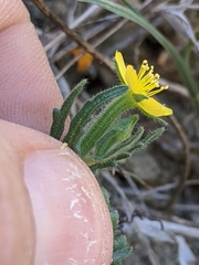Mentzelia affinis