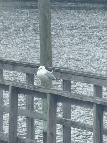 Ring-billed Gull