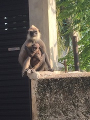 Semnopithecus priam thersites