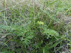 Lomatium caruifolium