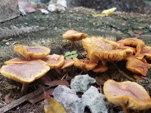 Gymnopilus cyanopalmicola