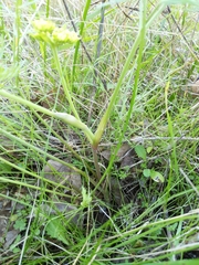 Lomatium caruifolium