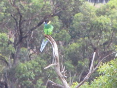 Barnardius zonarius semitorquatus