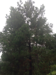 Pinus muricata