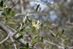 Atamisquea emarginata