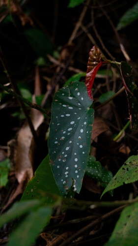 Polka Dot Begonia (Begonia maculata)