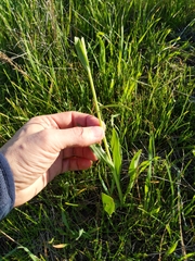 Fritillaria agrestis