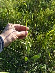 Fritillaria agrestis