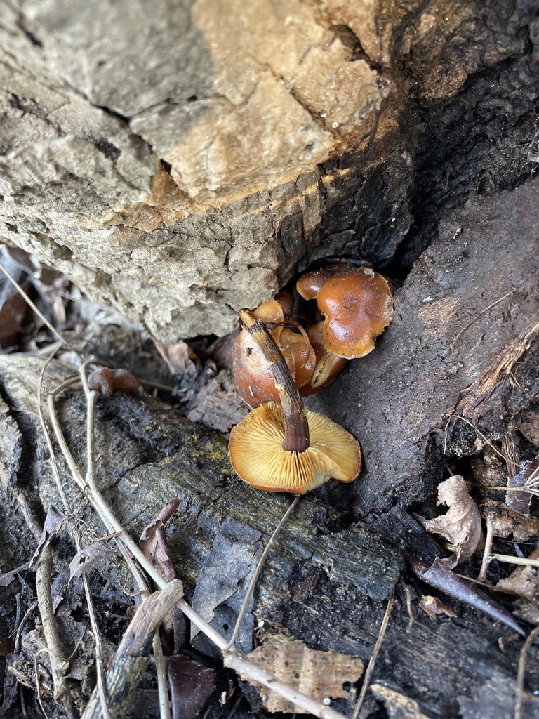 Flammulina velutipes · February 2026 · photo: © irabike (iNaturalist, cc0)