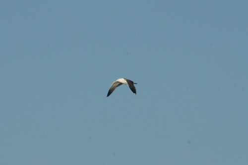 Avistamiento Gaviota Dorsinegra Menor